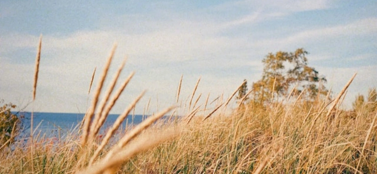 Tall grass in the foreground with a tree in the background, against a backdrop of blue sky and sea.